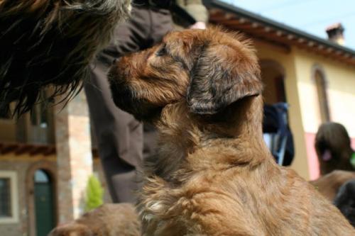 phoca thumb l profilo